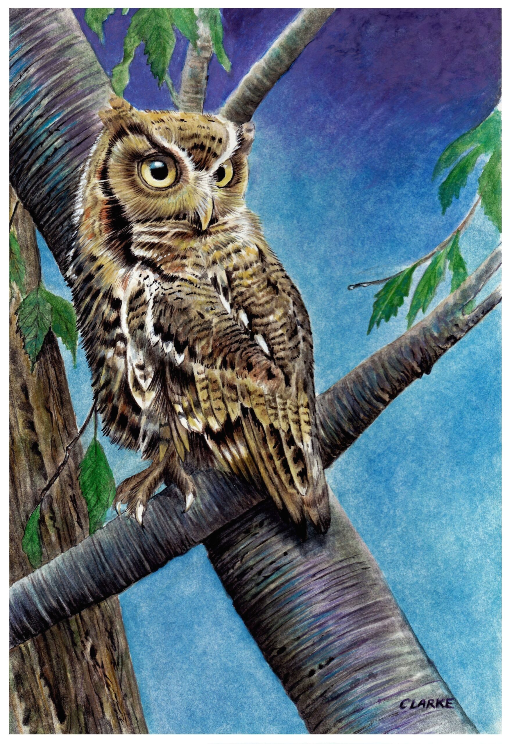 Andrew's Art - Night Owl